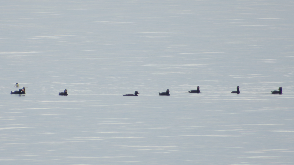 Photo of Velvet Scoter